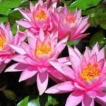 gardening water-lillies-pink-group