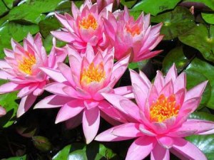 water lilies water-lillies-pink-group
