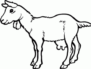 Goat-4-Milking