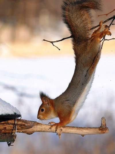 Squirrels brown-squirrel-balencing