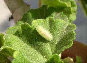 geranium-Caterpillar Geranium Moth