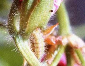 geranium-Caterpillar-at-work Geranium Moth