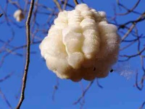 silk-Kapok-and-seeds Silk Floss Trees