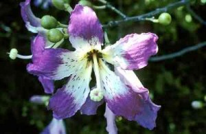 silk-Purple flower Silk Floss Trees
