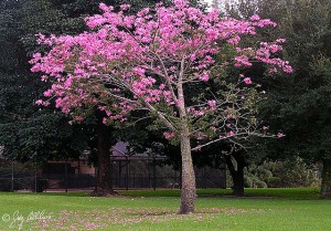 silk-floss-pinky Silk Floss Trees