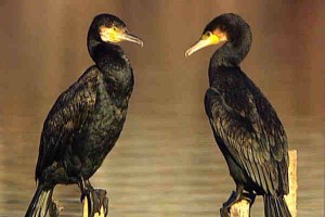 BIRDS INCLUDE at Santa Pola