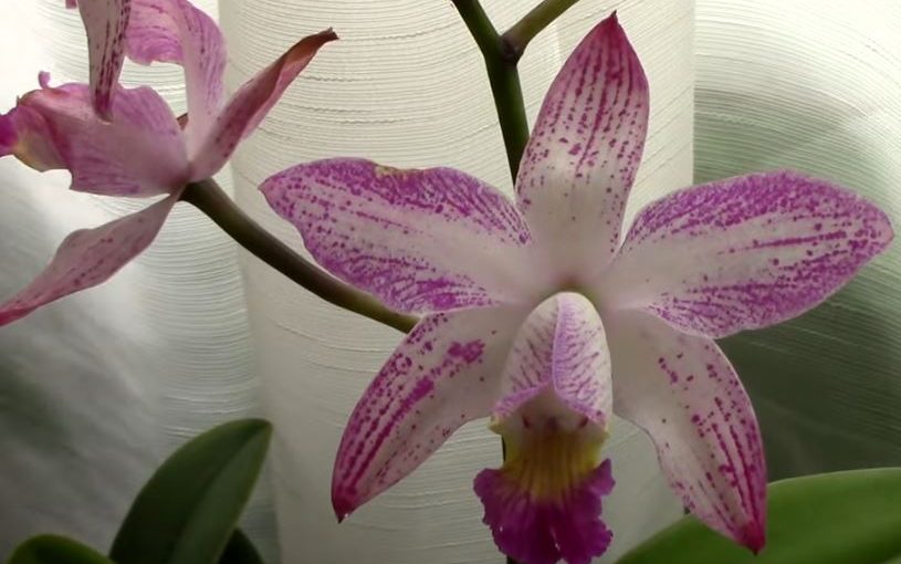 Orchids mauve pink