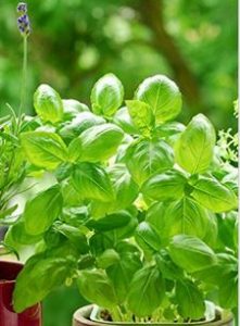 BASIL Herb