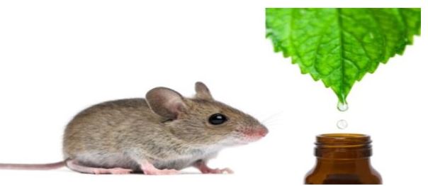 rodents and mint