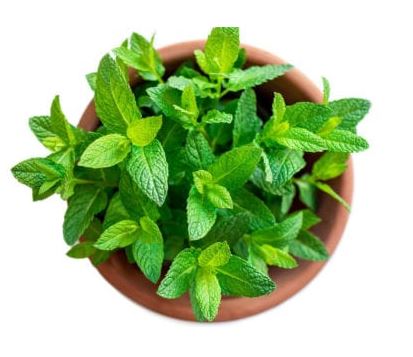 Growing mint on the Balcony