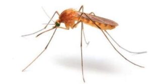 Mosquito Problems A few hints and tips for you Solve with an ea