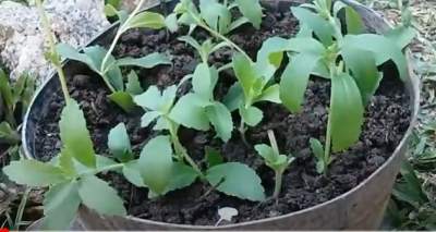 Stevia cuttings in Pots