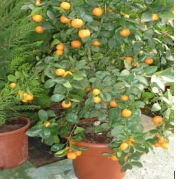 Orange Tree in a Pot