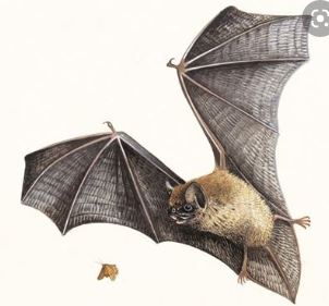 Bat Pipistrele
