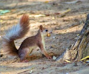 Squirrels in Guardamar Park