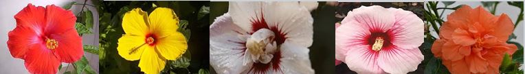 Hibiscus Syriacus