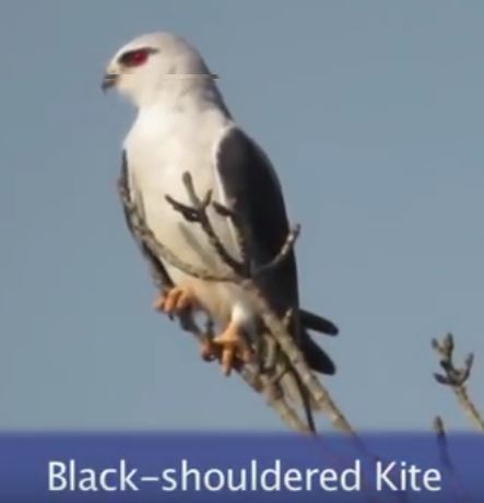 Black Shouldered Kite