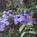 Plumbago auriculata