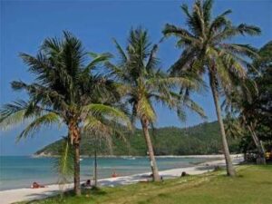 Koh-Phangan-Palms