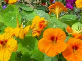 Nasturtium