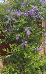 blue bush