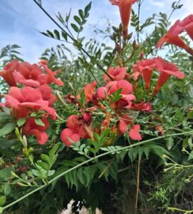 Orange flowers climbe