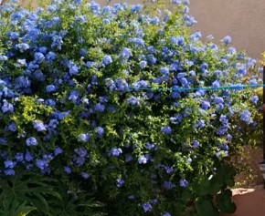 Blue Bush